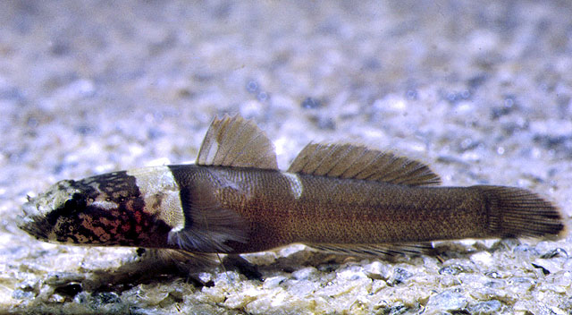 Chromogobius quadrivittatus